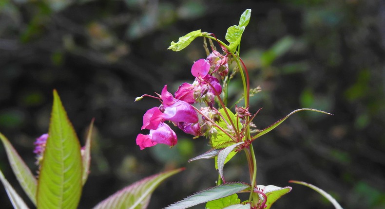 Närbild av jättebalsamin med dess mörkt rosa blommor och gröna blad.