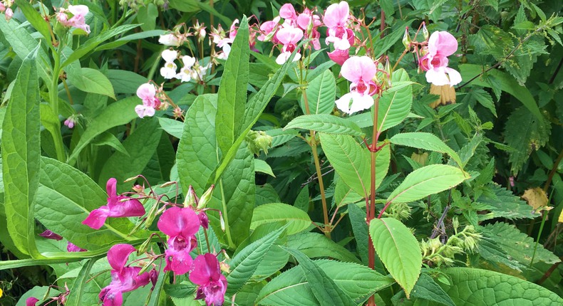 Ett buskage av flerfärgade jättebalsamin med grönska. Blommorna varierar i mörkt och ljust rosa.