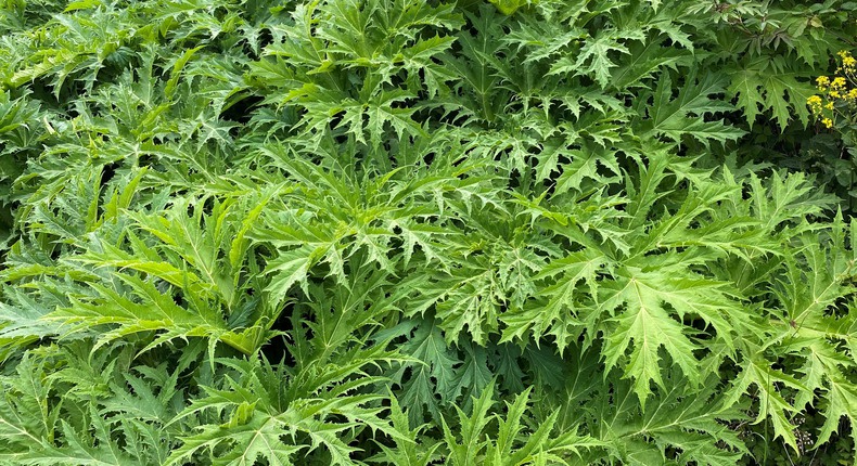 Bild av jättelokans flikiga, gröna blad.