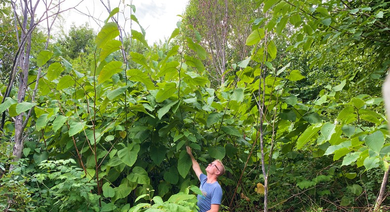 En man står under ett buskage av jätteslide. Vöxten har ett rakt växtsätt med stora, grova, gröna blad.