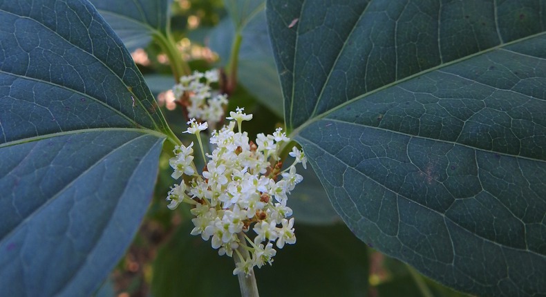 Närbild av en blommande parkslide med en liten, vit, blommande klase blommor mellan stora, grova, mörkgröna blad.