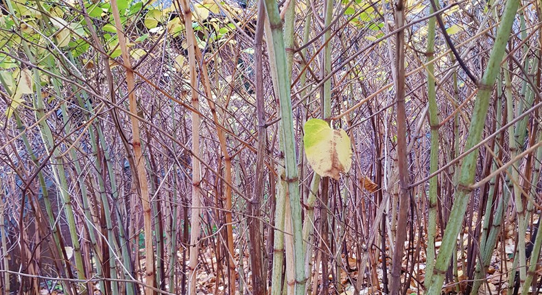 Stammar av parkslide på hösten. Raka, bruna stammar som förgrenar sig i toppen. Överst syns gula blad.