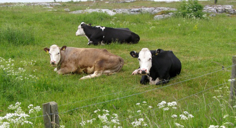 Grönskande betesmark angränsar till havet. i gräset syns klippblock och tre unga kor.