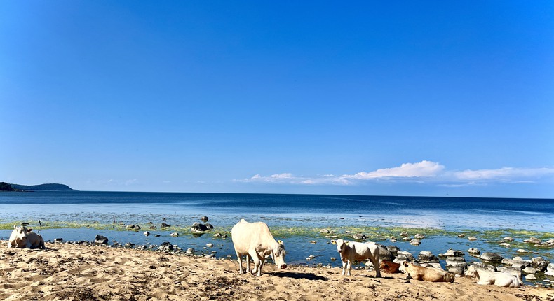 Kor går längs vattnet på en sandstrand en solig sommardag.