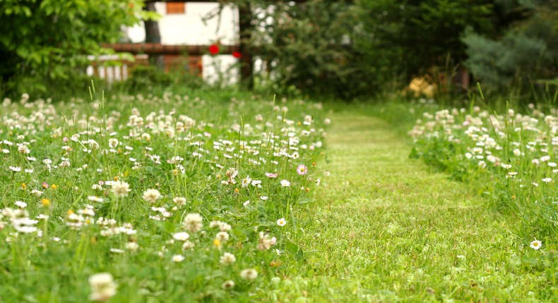 Bild på en gräsmatta med blomstrande vit klöver. I mitten av bilden är en remsa av gräset klippt kortare än det omgivande.